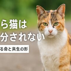 さくら猫は殺処分されない理由と、地域で安全に暮らすために私たちができること