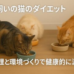 猫のダイエット：多頭飼いの食事管理完全ガイド
