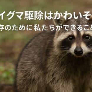 アライグマ駆除はかわいそう?|共存のために私たちができること