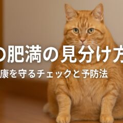 猫の肥満の見分け方｜リスク・チェック方法・予防策を完全解説