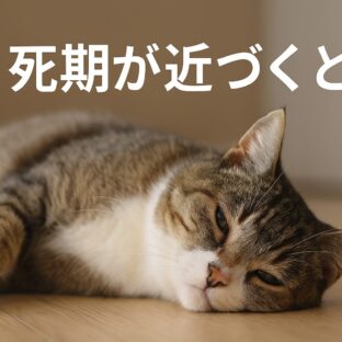 猫の死期が近づくとみられる兆候と、飼い主として知っておきたいこと