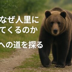 熊はなぜ降りてくる？人里に現れる理由と私たちにできること
