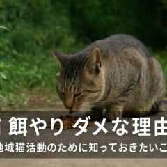 野良猫への餌やりがダメな理由と正しい対応方法