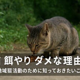 野良猫への餌やりがダメな理由と正しい対応方法