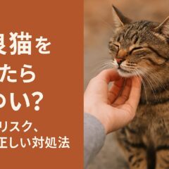 野良猫を触るとかゆくなる理由と知っておくべきリスク