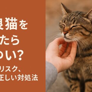 野良猫を触るとかゆくなる理由と知っておくべきリスク