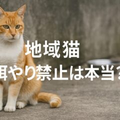 地域猫 餌やり禁止は本当？誤解されがちな条例と正しい理解