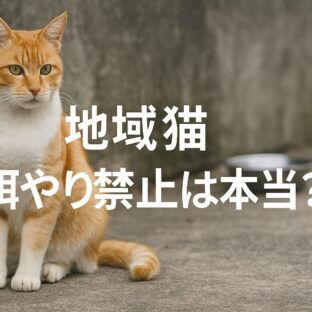 地域猫 餌やり禁止は本当？誤解されがちな条例と正しい理解