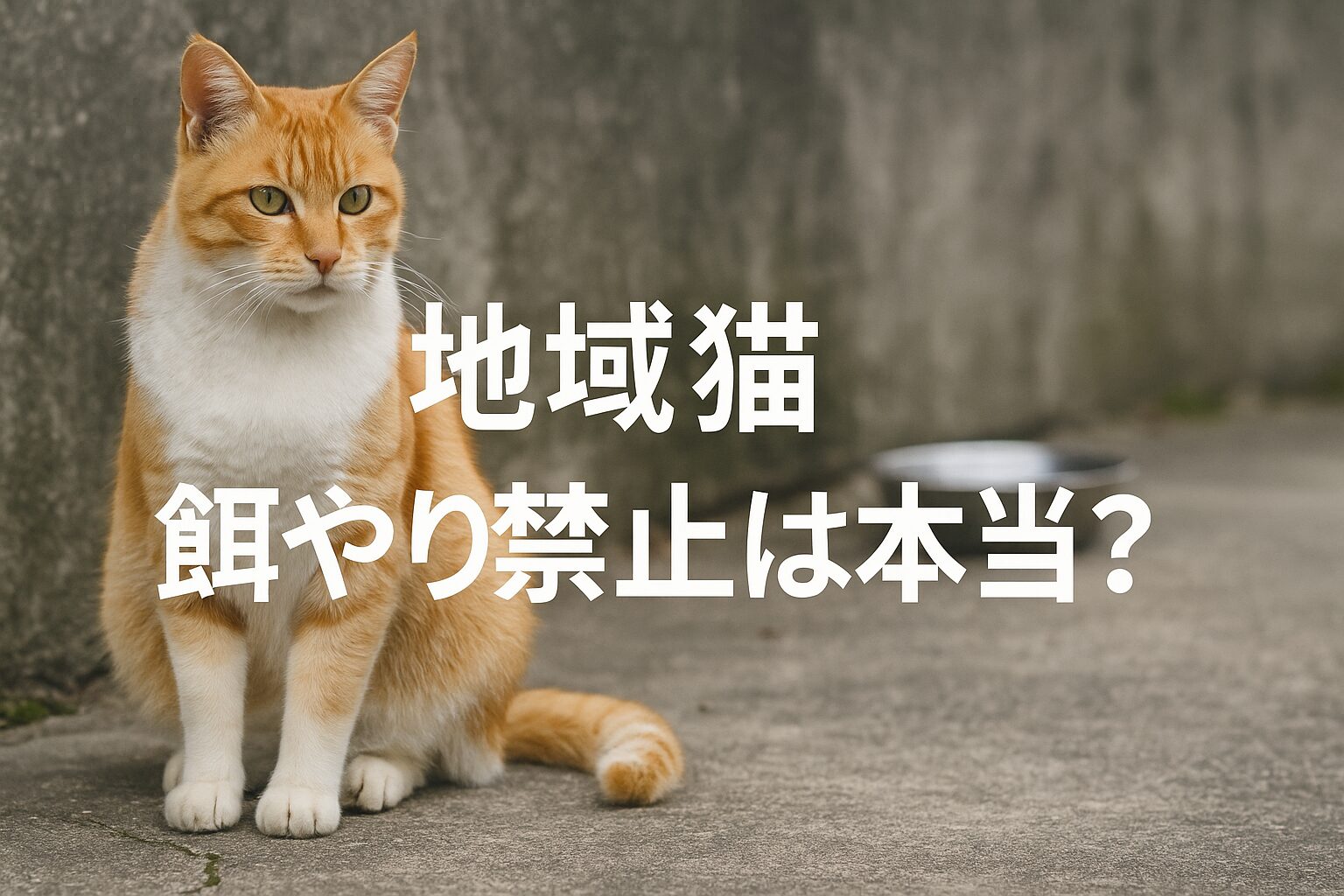 地域猫 餌やり禁止
