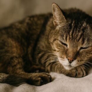 猫の最期、そっとしておくという選択 – 愛する家族へ贈る穏やかな旅立ち