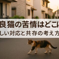 野良猫の苦情はどこに相談すべき?適切な相談先と具体的な対策方法を解説
