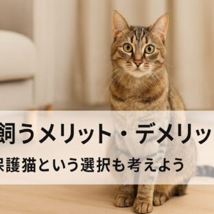 猫を飼うメリットとデメリット|後悔しない選択のための完全ガイド