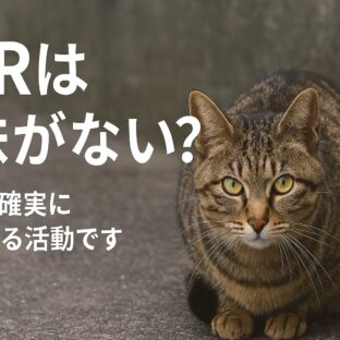TNR意味ないは誤解！野良猫問題の真実と実際の効果とは