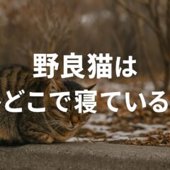 野良猫は冬どこにいる?寒さをしのぐ場所と私たちにできる対策