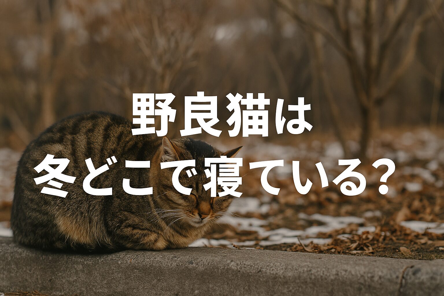 野良猫　冬　どこで寝ている