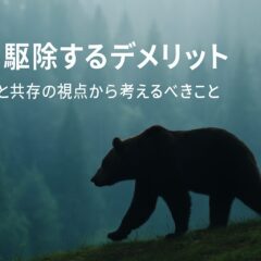 熊駆除のデメリットとは?生態系への影響と人間との共存を考える