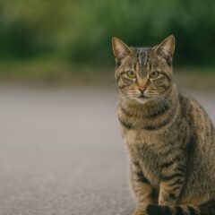野良猫の死因ランキングと私たちにできること