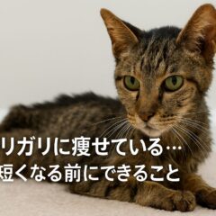 猫がガリガリに痩せている原因と寿命への影響|早期発見が愛猫の健康を守る