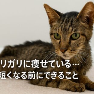 猫がガリガリに痩せている原因と寿命への影響｜早期発見が愛猫の健康を守る