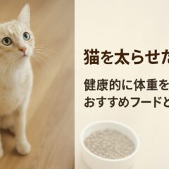 猫を健康的に太らせたい!適切なフードと体重管理の完全ガイド