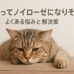 猫を飼ってノイローゼになりそう…よくある悩みと解決策