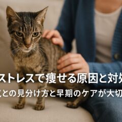 猫が痩せるのはストレスが原因?考えられる理由と対処法