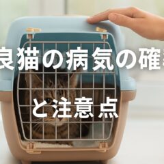 野良猫の病気確率と安全な保護の方法【保護活動11年の実体験】