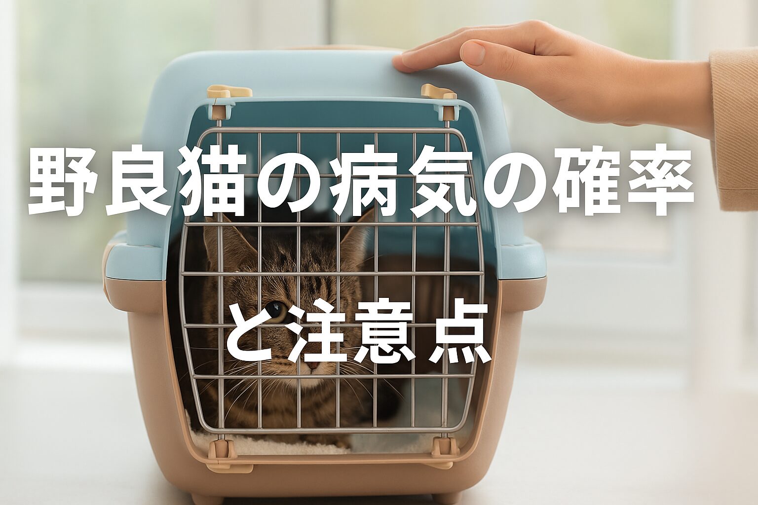 野良猫 病気 確率