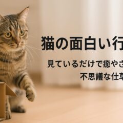 猫の面白い行動大全集 - 愛猫との暮らしで癒やされる毎日