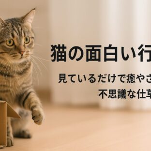 猫の面白い行動大全集 – 愛猫との暮らしで癒やされる毎日