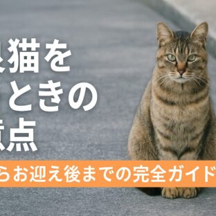 野良猫を飼う時の注意点完全ガイド|保護から飼育まで徹底解説