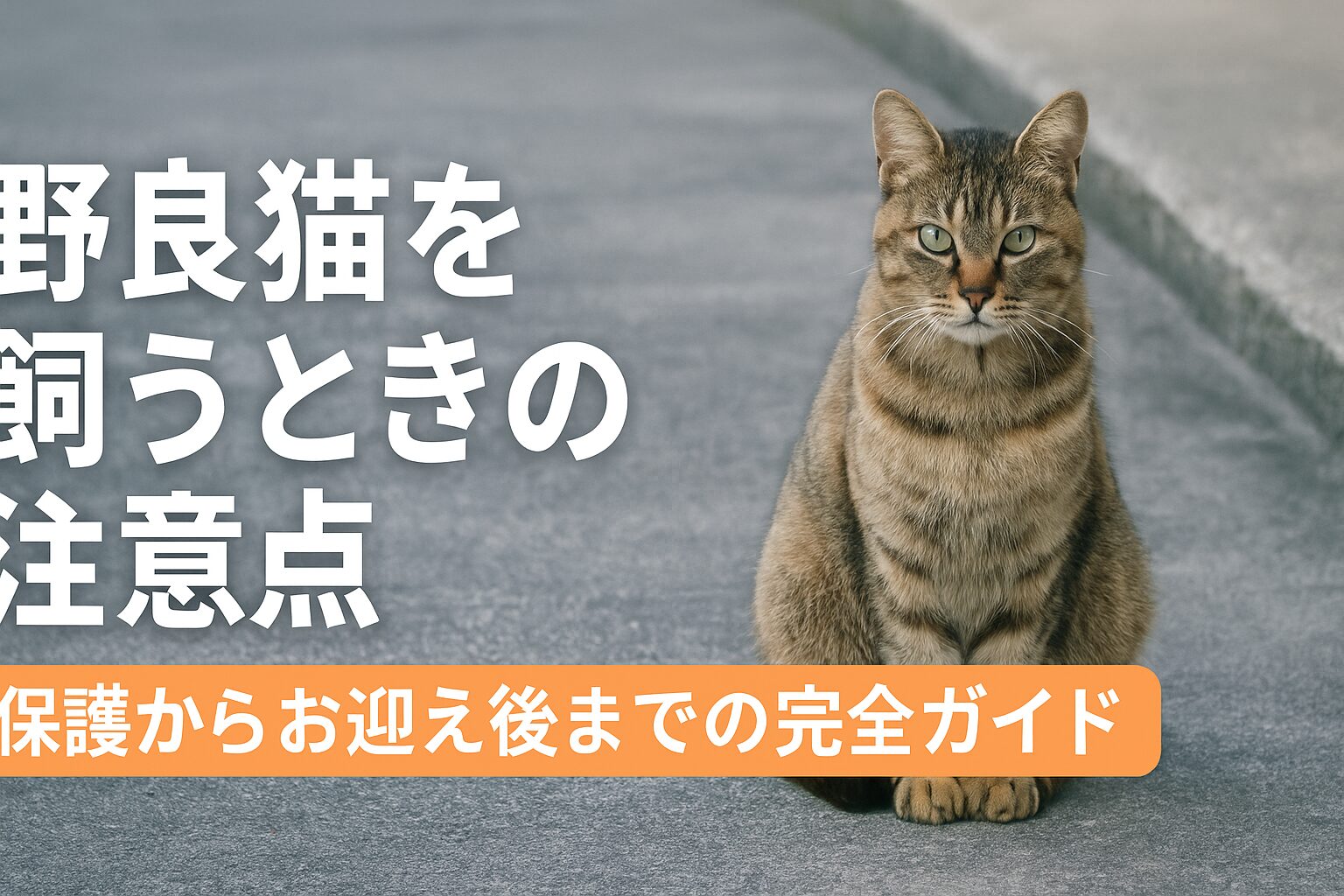 野良猫 飼う 注意点