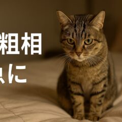 猫が急に粗相するようになった!原因と対策の完全ガイド