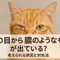 猫の目から膿のようなものが出ている！原因と正しい対処法を獣医師が解説