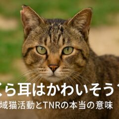 さくら耳がかわいそう？地域猫活動で行われるTNRと耳カットについて真摯に考える