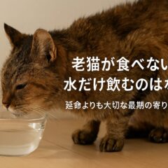 老猫が食べない、でも水は飲む|原因と飼い主ができること