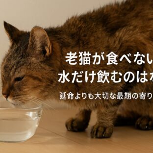 老猫が食べない、でも水は飲む｜原因と飼い主ができること
