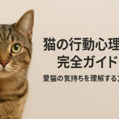 猫の行動心理学完全ガイド - 愛猫の気持ちを理解する方法