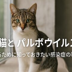 保護猫とパルボウイルス:知っておくべき危険性と予防対策