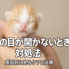 子猫の目が開かない時の対処法完全ガイド｜原因と適切なケア方法