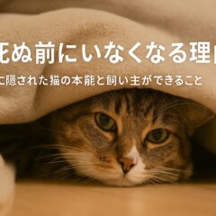 猫が死ぬ前にいなくなる理由と飼い主ができること