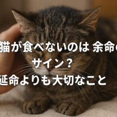 高齢猫が食べない時に知っておきたいこと〜余命と向き合う飼い主へ