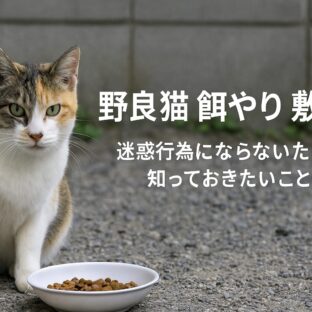 野良猫の餌やりを他人の敷地内で行うのは違法?トラブルを避けるための正しい知識