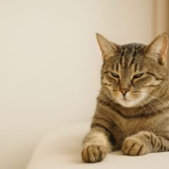 猫の里親募集で「一人暮らし不可」が多い理由と、譲渡を受けるための現実的な対策