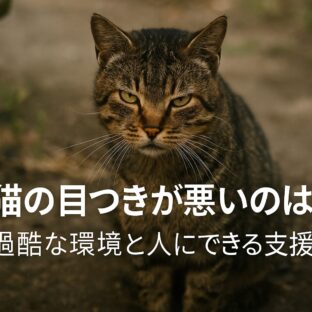 野良猫の目つきが悪いのはなぜ?その理由と猫たちのために私たちができること