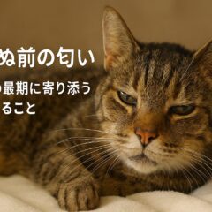 猫が死ぬ前に匂いが変わる理由と飼い主ができること