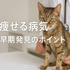 猫が痩せる病気とは?体重減少の原因と対処法を徹底解説