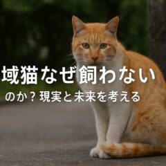 地域猫はなぜ飼わないのか？その理由と未来への取り組み