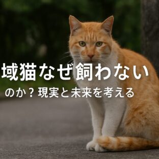地域猫はなぜ飼わないのか？その理由と未来への取り組み