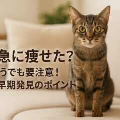 猫が急に痩せた!元気だけど要注意な理由と対策